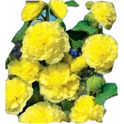 Nasiona Malwa ogrodowa pełna żółta Tor388