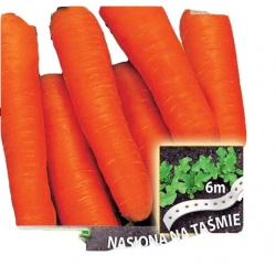 Nasiona Marchew Amsterdamska NA TAŚMIE Tor510