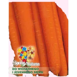 Nasiona Marchew Amsterdamska wczesna Tor100