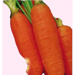 Nasiona Marchew Aron wczesna Tor101