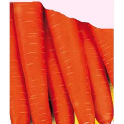 Nasiona Marchew Berlikumer późna Tor103