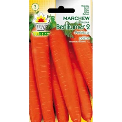 Nasiona Marchew Berlikumer późna Tor103