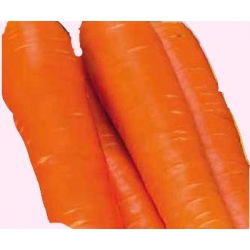 Nasiona Marchew Chantaney wczesna Tor102