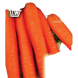  Nasiona Marchew Flakkese późna NA TAŚMIE Tor509