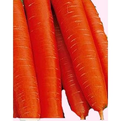 Nasiona Marchew Karotela średnio wczesna Tor107