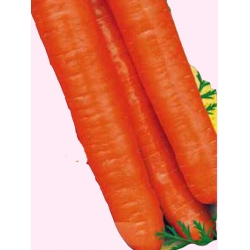 Nasiona Marchew Karotina wczesna Tor106