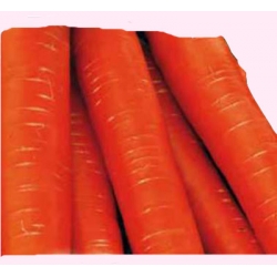 Nasiona Marchew Nantaise śr.wczesna Tor108