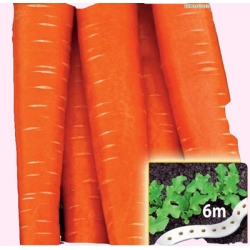  Nasiona Marchew Nantaise wczesna NA TAŚMIE Tor511