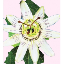 Nasiona Męczennica, Pasiflora Tor390