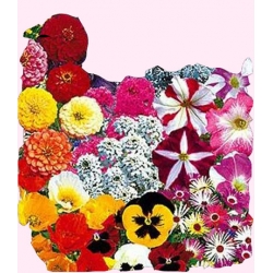 Nasiona Mieszanka balkonowa Tor396