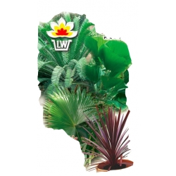 Nasiona Palmy mieszanka Tor620