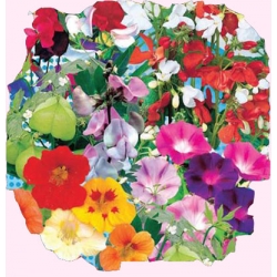 Nasiona Mieszanka pnączy Tor397