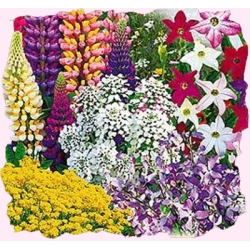 Nasiona Mieszanka roślin o pachnących kwiatach Tor400