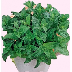  Nasiona Mięta pieprzowa Tor598