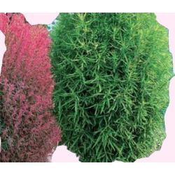 Nasiona Mietelnik Tor392