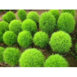 Nasiona Mietelnik Tor392