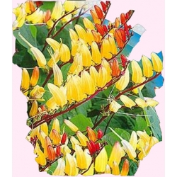 Nasiona Mina pnącze Tor393