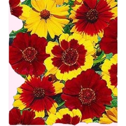 Nasiona Nachyłek dwubarwny karłowy Tor402