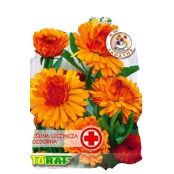 Nasiona Nagietek Indian Prince Tor405