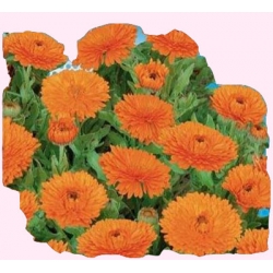 Nasiona Nagietek karłowy Orang Gem Tor407