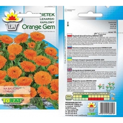 Nasiona Nagietek karłowy Orang Gem Tor407