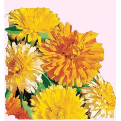  Nasiona Nagietek lekarski Tor600