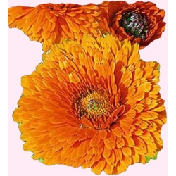 Nasiona Nagietek pomarańczowy Tor403