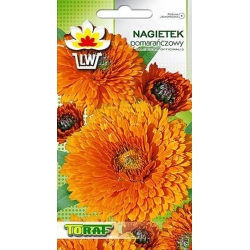 Nasiona Nagietek pomarańczowy Tor403