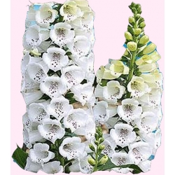 Nasiona Naparstnica purpurowa Tor408