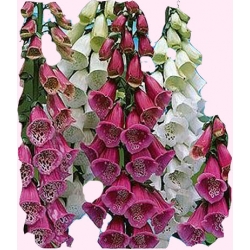 Nasiona Naparstnica purpurowa Tor409