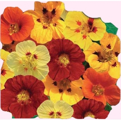 Nasiona Nasturcja karłowa Tor410