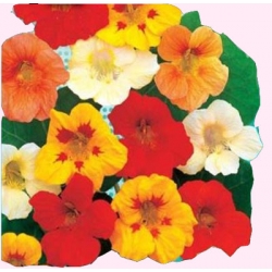 Nasiona Nasturcja większa Tor411