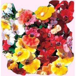 Nasiona Nemezja powabna Tor412