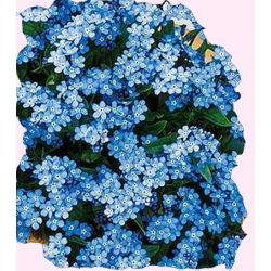 Nasiona Niezapominajka Tor413