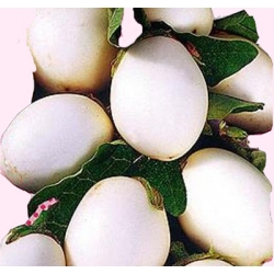 Nasiona Oberżyna Golden Eggs doniczkowa Tor414