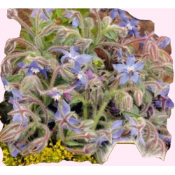 Nasiona Ogórecznik Tor601