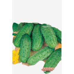 Nasiona Ogórek Aladyn wczesna Tor113