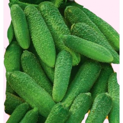 Nasiona Ogórek korniszonowy Anulka Tor112