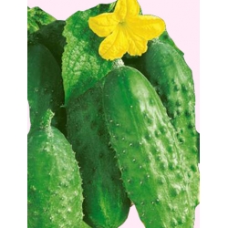 Nasiona Ogórek Atlas Pola wczesna Tor114