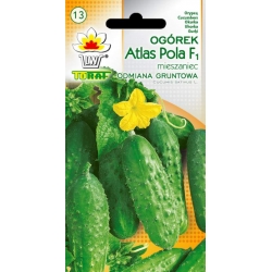 Nasiona Ogórek Atlas Pola wczesna Tor114