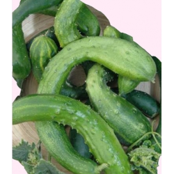 Nasiona Ogórek sałatkowy gruntowy Tor131