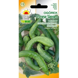 Nasiona Ogórek sałatkowy gruntowy Tor131
