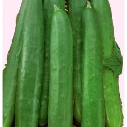Nasiona Ogórek sałatkowy Gergana Tor132