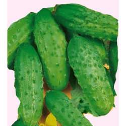 Nasiona Ogórek Hela wczesna Tor115