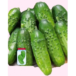 Nasiona Ogórek Julian wczesna Tor116