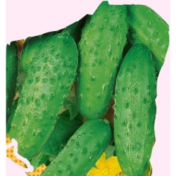 Nasiona Ogórek Krak średnio wczesna Tor117