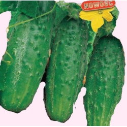 Nasiona Ogórek Nadusha Tor118