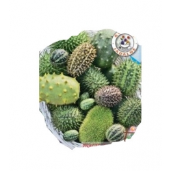 Nasiona Ogórek ozdobny mieszanka Tor415