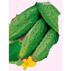 Nasiona Ogórek Parys wczesna Tor120