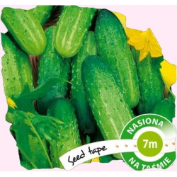 Nasiona Ogórek Polan NA TAŚMIE Tor518